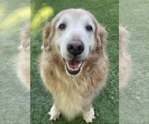 Golden Retriever Dogs for adoption in Fort Worth, TX, USA