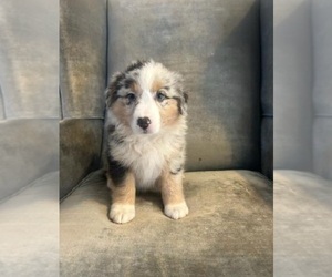 Australian Shepherd Puppy for sale in INDIANAPOLIS, IN, USA