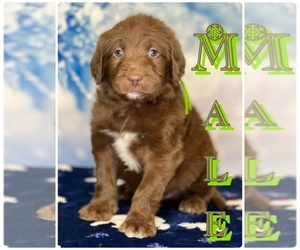 Labradoodle Puppy for sale in BURNS, TN, USA