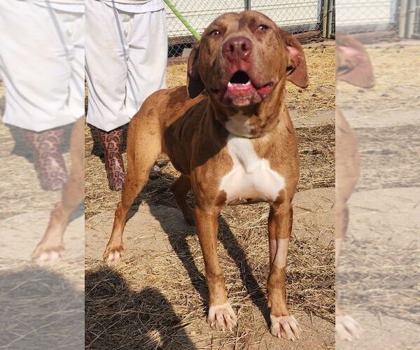 Medium Photo #3 Catahoula Leopard Dog-Labrador Retriever Mix Puppy For Sale in Wetumpka, AL, USA