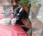 Small #2 Boxer