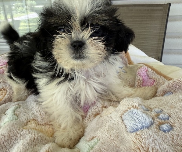 Medium Photo #1 Shih Tzu Puppy For Sale in CANTONMENT, FL, USA