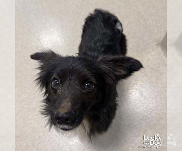 Medium Photo #1 Feist Terrier-Unknown Mix Puppy For Sale in Washington, DC, USA