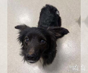 Feist Terrier-Unknown Mix Dogs for adoption in Washington, DC, USA