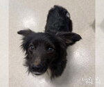 Small Feist Terrier Mix
