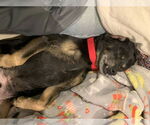 Small #17 Mutt