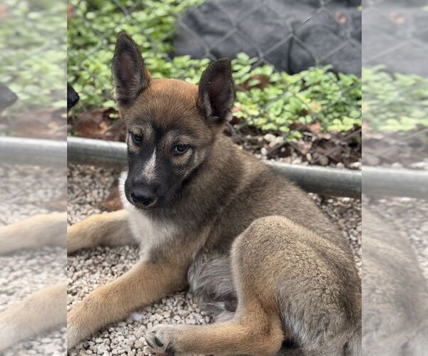 Medium Photo #2 Huskies -Unknown Mix Puppy For Sale in Imlay City, MI, USA