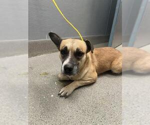 German Shepherd Dog-Unknown Mix Dogs for adoption in Las Vegas, NV, USA