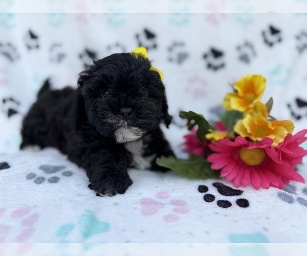 Medium Photo #3 Shih-Poo Puppy For Sale in LAKELAND, FL, USA
