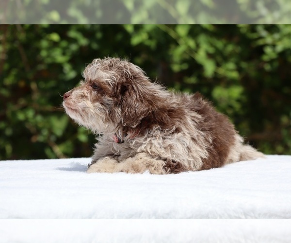 Medium Photo #8 ShihPoo Puppy For Sale in DYERSBURG, TN, USA