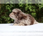 Small #7 ShihPoo