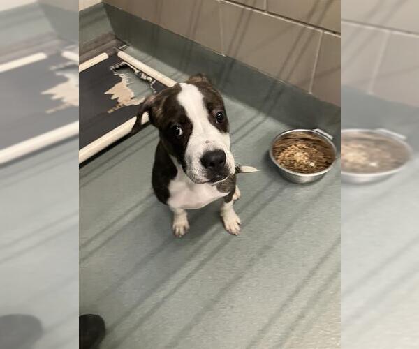 Medium Photo #1 Boxer Puppy For Sale in Baytown, TX, USA