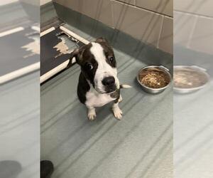 Boxer Dogs for adoption in Baytown, TX, USA