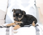 Small Photo #1 Fox Terrier (Smooth)-Poodle (Miniature) Mix Puppy For Sale in SHILOH, OH, USA