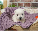 Small #1 West Highland White Terrier