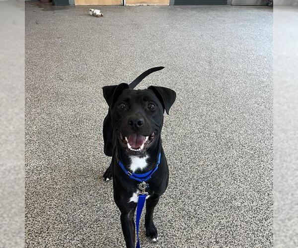 Medium Photo #1 Labrador Retriever-Unknown Mix Puppy For Sale in Boston, MA, USA