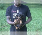 Small Photo #2 Rottweiler Puppy For Sale in MABLETON, GA, USA