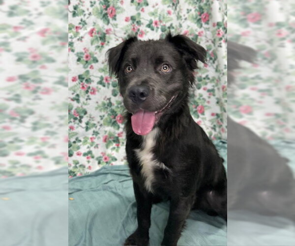 Medium Photo #5 Australian Shepherd-Bulldog Mix Puppy For Sale in Wetumpka, AL, USA