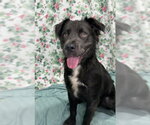 Small #4 Australian Shepherd-Bulldog Mix