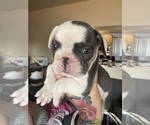Small Photo #13 French Bulldog Puppy For Sale in TUCSON, AZ, USA