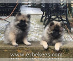 Small Photo #65 Keeshond Puppy For Sale in FAYETTEVILLE, TN, USA
