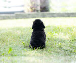 Small #5 Poodle (Miniature)