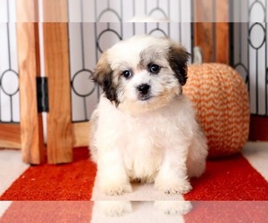 Zuchon Puppy for sale in NAPLES, FL, USA