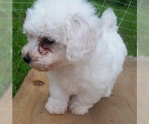 Bichon Frise Puppy for sale in PELHAM, NH, USA