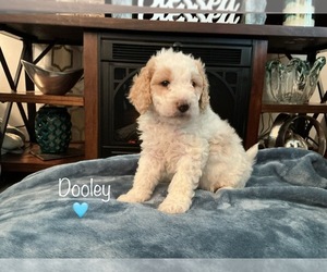 Medium Goldendoodle (Miniature)