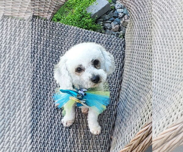 Medium Photo #1 Poodle (Miniature) Puppy For Sale in St. Cloud, MN, USA
