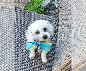 Poodle (Miniature) Dogs for adoption in St. Cloud, MN, USA