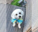 Small Poodle (Miniature)
