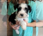 Small Photo #3 Schnauzer (Miniature) Puppy For Sale in ELGIN, IA, USA