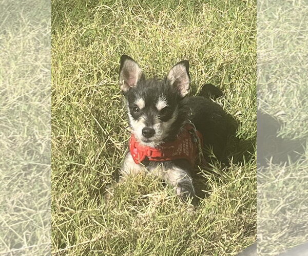 Medium Photo #2 Chihuahua-Unknown Mix Puppy For Sale in Corona, CA, USA