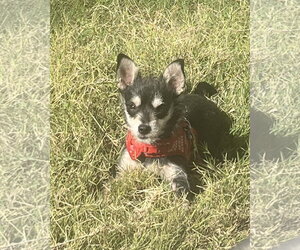 Blackberry - Male Chihuahua-Unknown Mix Dog for Adoption - Photo #2
