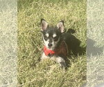 Small #1 Chihuahua Mix