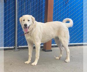 Great Pyrenees-Unknown Mix Dogs for adoption in Alameda, CA, USA