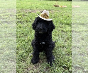 Golden Mountain Doodle Puppy for sale in TULSA, OK, USA