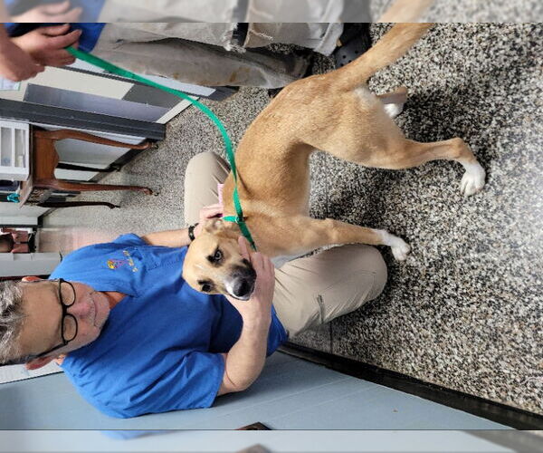 Medium Photo #6 Boxer-Huskies  Mix Puppy For Sale in Winston Salem, NC, USA