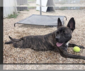 Vandal - Male American Staffordshire Terrier-Unknown Mix Dog for Adoption - Photo #11