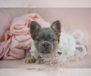 French Bulldog Puppy for sale in MIAMI, FL, USA