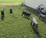 Image preview for Ad Listing. Nickname: Litter of 9