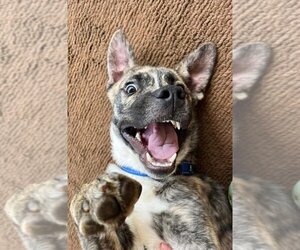 Mountain Cur-Unknown Mix Dogs for adoption in Rockaway, NJ, USA