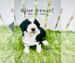 Small Photo #19 Bordoodle Puppy For Sale in ELIZABETH CITY, NC, USA
