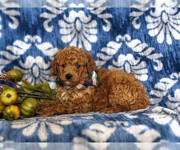 Medium Photo #5 Miniature Labradoodle Puppy For Sale in QUARRYVILLE, PA, USA