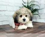 Small Photo #4 Zuchon Puppy For Sale in NAPLES, FL, USA