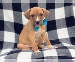 Small Photo #2 American Staffordshire Terrier Puppy For Sale in LAKELAND, FL, USA