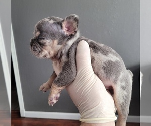 French Bulldog Puppy for sale in SAN JOSE, CA, USA