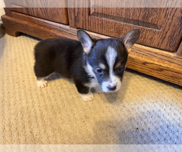 Medium Photo #2 Pembroke Welsh Corgi Puppy For Sale in ROCKFORD, IL, USA