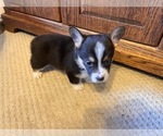 Small #1 Pembroke Welsh Corgi
